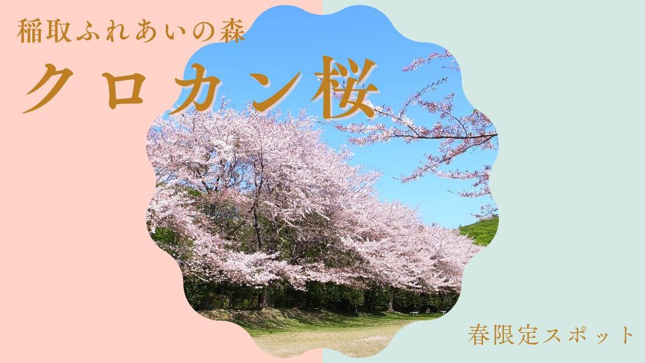 【稲取ふれあいの森】桜の名所「クロカン桜」でお花見しませんか？