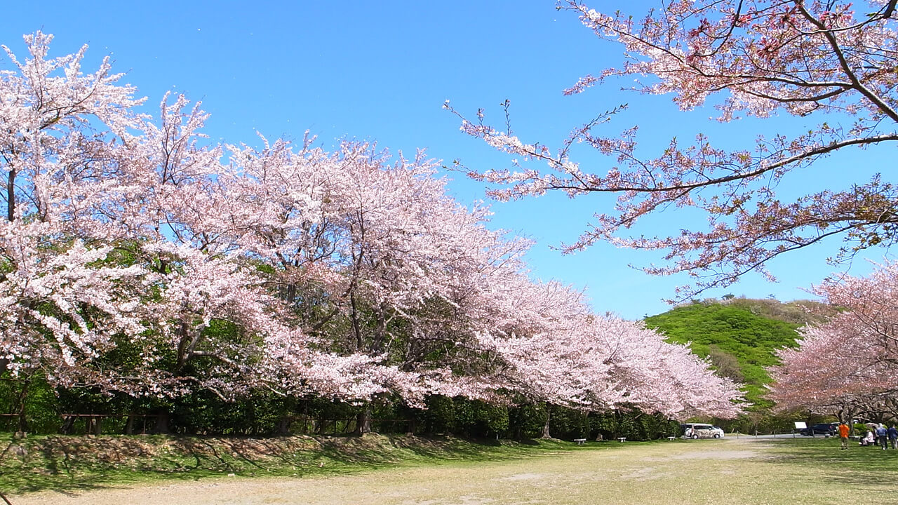 森伊蔵　同期の桜 楽天市場】【東京都在住限定】終売品 森伊蔵 同期の桜 720ml 25度 芋